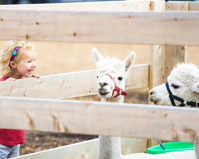 Kids with llama