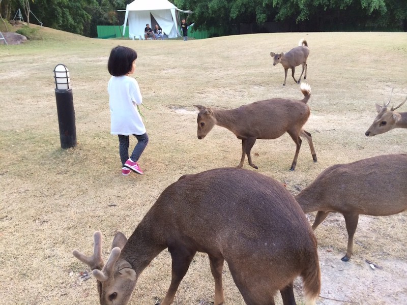 Visiting Khao Kheow Open Zoo, Chonburi