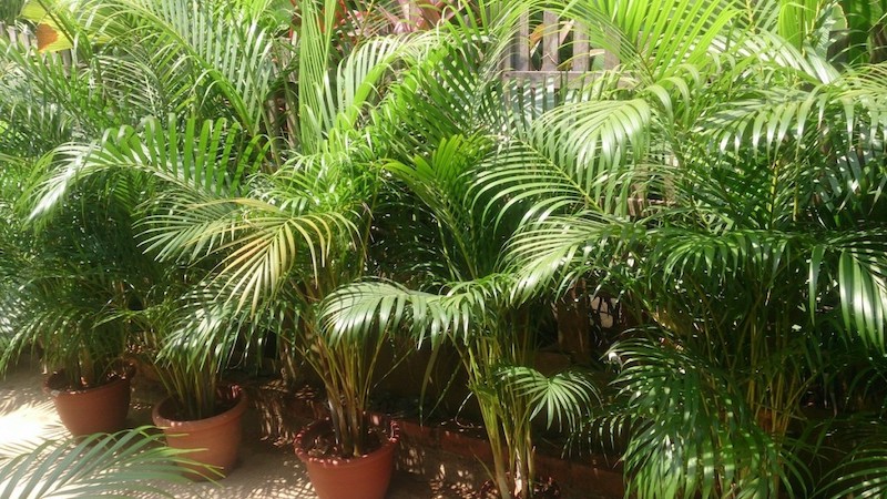 Areca Palms