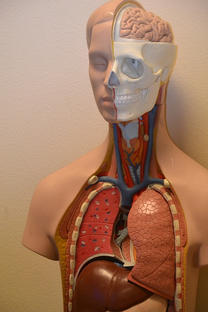 anatomy medical