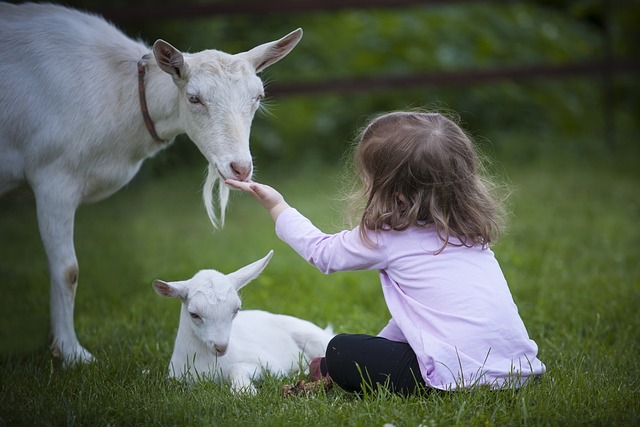 small girl feeding a mother and baby goat in a field