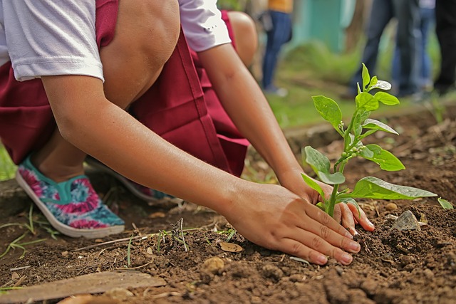 Young child planting a seedling